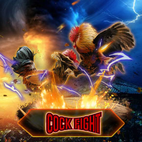 cockfight